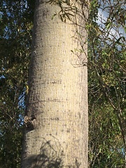 Brachychiton australis