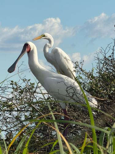 iNaturalist image