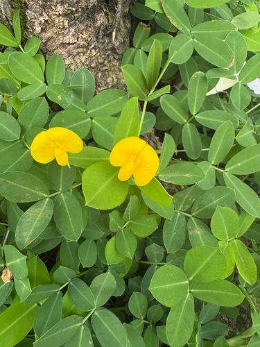 Arachis repens, photograph 5