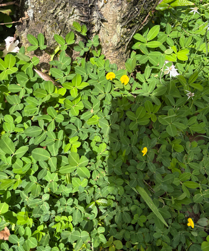 Arachis repens, photograph 6
