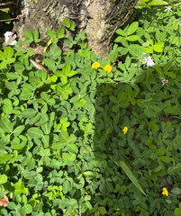 Arachis repens, photograph (c) eml23, some rights reserved (CC BY)
