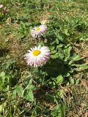 Bellis perennis