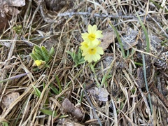Primula elatior