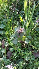 Lamium confertum