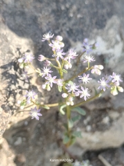 Sedum caeruleum, photograph (c) Karim Haddad, some rights reserved (CC BY)