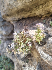 Sedum caeruleum, photograph (c) Karim Haddad, some rights reserved (CC BY)