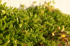 Sagina maritima