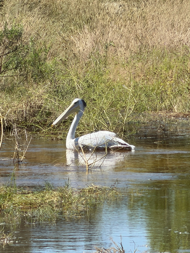iNaturalist: (c) Ellen Marendaz, some rights reserved (CC BY-NC), uploaded by Ellen Marendaz iNaturalist image