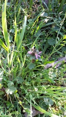 Lamium confertum