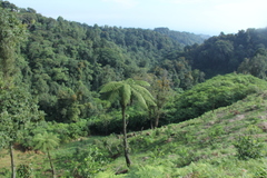 Cyathea