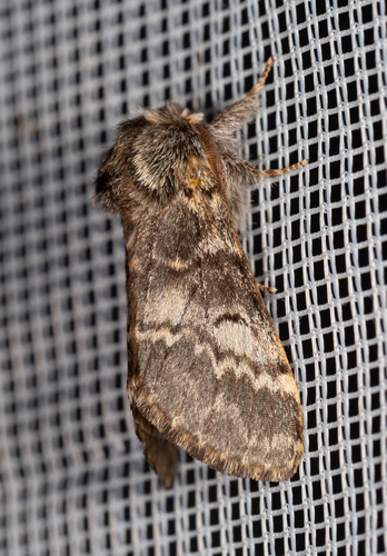 Lunar Marbled Brown