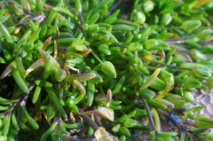 Sagina maritima