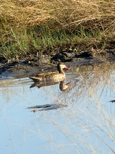 iNaturalist image