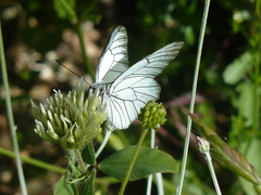 Trifolium ochroleucon