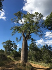 Brachychiton rupestris