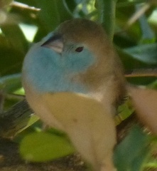 Uraeginthus angolensis