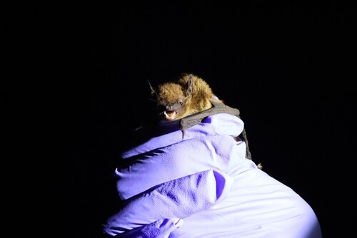 Evening Bat observed by timbir5