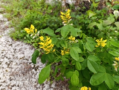 author not stated, no rights reserved Petteria ramentacea, photograph author not stated, no rights reserved