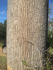 Brachychiton rupestris