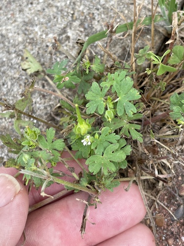 Geranium texanum