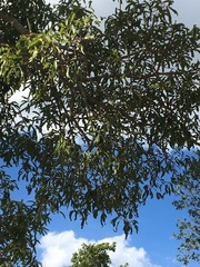 Brachychiton rupestris