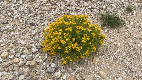 Threadleaf Glowwort