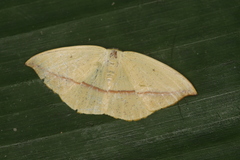 Patalene hamulata