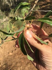 Brachychiton rupestris