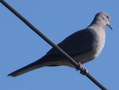 Streptopelia senegalensis