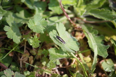 Macrophya alboannulata