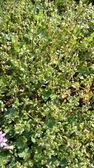 Cerastium semidecandrum