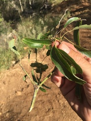 Brachychiton rupestris