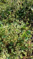 Cerastium semidecandrum