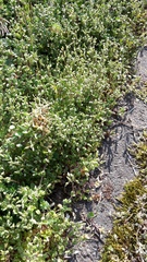 Cerastium semidecandrum