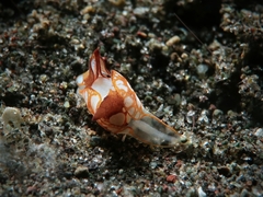 Siphopteron nakakatuwa