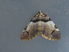 Anticlea derivata