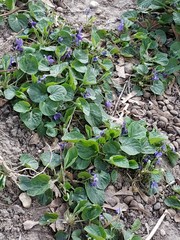 Viola odorata