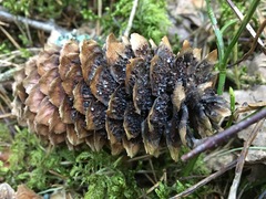 Pucciniastrum areolatum