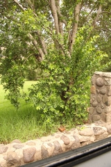 Combretum erythrophyllum