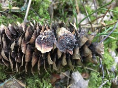 Pucciniastrum areolatum