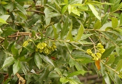 Combretum erythrophyllum