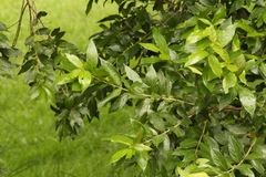 Combretum erythrophyllum