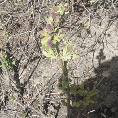 Syringa vulgaris