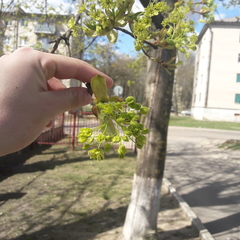 Acer platanoides