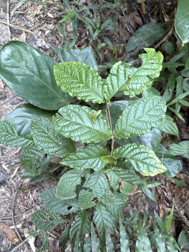 Campomanesia reitziana, photograph 3