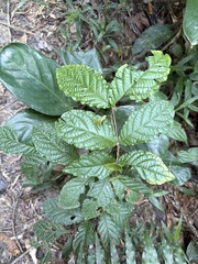 Campomanesia reitziana, photograph (c) LPB, some rights reserved (CC BY)