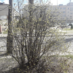 Syringa vulgaris
