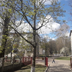 Acer platanoides