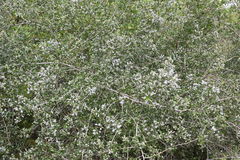 Ceanothus