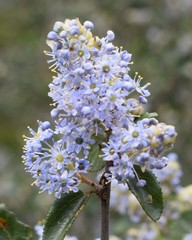 Ceanothus